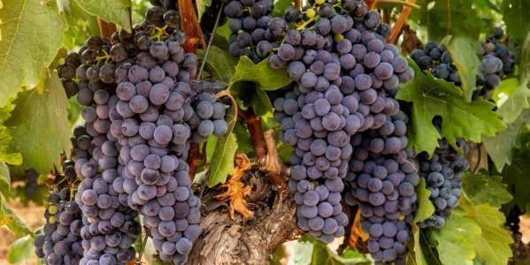 LA GARNACHA